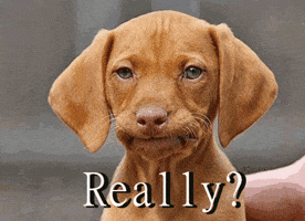 Disappointed Dog GIF