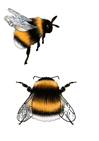 Bee Dancing Sticker