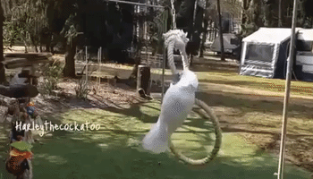 Harley the Cockatoo Goes for a Swing