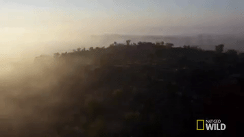 nat geo wild GIF by Savage Kingdom