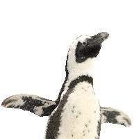 Wings Birds Sticker by TELUS