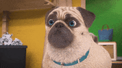 Surprise What GIF by MightyMike