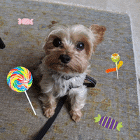 Trick Or Treat Dog GIF by Amy