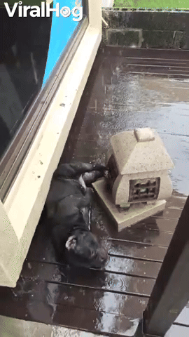 Belly Rubs from Rain Drops