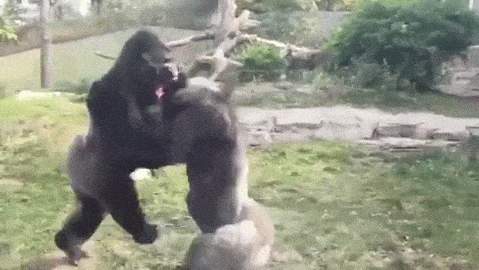 Gorillas GIF