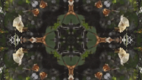 Art Love GIF by jorgemariozuleta