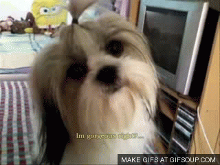 puppy GIF