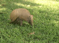 san diego zoo armadillo GIF
