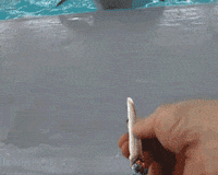 Video gif. A human hand holds a lit joint out to a dolphin. 