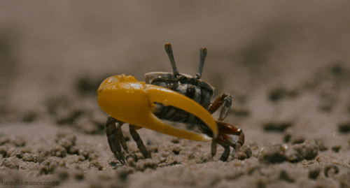 Fiddler-crab GIFs - Get the best GIF on GIPHY