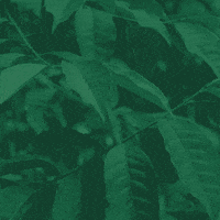 Plants GIF by Nightwatchdrink