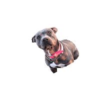 TheLovePitRescue tlp fosteringsaveslives fostersneeded dallasrescue Sticker