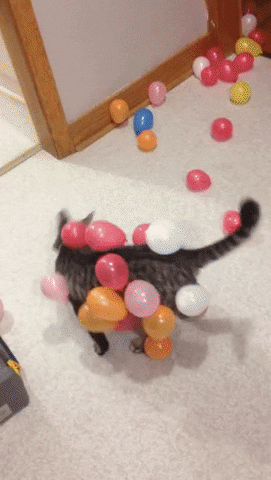cat balloon GIF