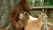 Monkey Tiger GIF