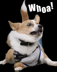 GAJUMARU0901 whoa corgi コギ ガジュマル GIF