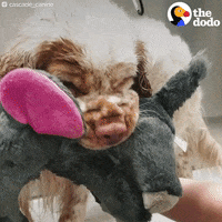 dog stuffed animal GIF by The Dodo