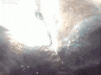 Bear Finds Lost GoPro