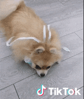 Dog Quarantine GIF by TikTok France