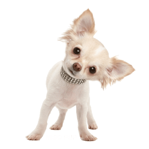 dog puppy Sticker by MISO PUP