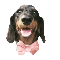 Happy Tongue Sticker by DopeDog