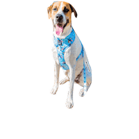 tstarch blue dogs bounce tongue Sticker