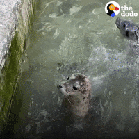 Confused Sea Lion GIF by The Dodo