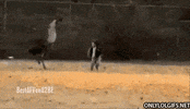 Wildlife gif. An ostrich is chasing a toddler through the field and the toddler looks rightfully freaked out as he runs away.