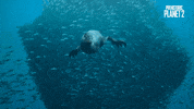 Fish Swimming GIF by Apple TV