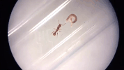 ants tyrannomyrmex rex GIF by Mashable
