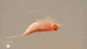 GIF by KQEDScience