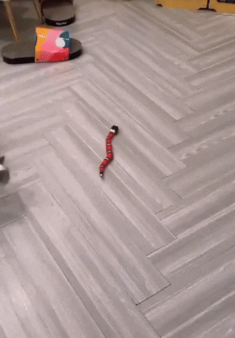 cuteanimalland giphyupload GIF