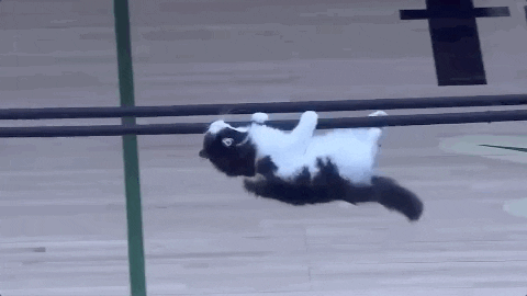 Hang In There Cat GIF
