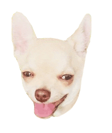 kikobossdog giphyupload dog tongue troll Sticker