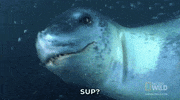 sup GIF by Nat Geo Wild 