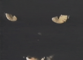 awesome black cat GIF by Cappa Video Productions