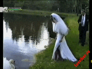 swan marry GIF
