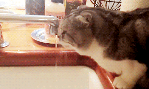 cat drinking GIF
