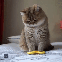 Fidget Spinner Proves to be the Purr-fect Distraction