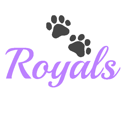 Sparkles Cheerleaders Sticker by Royals Cheer Uk
