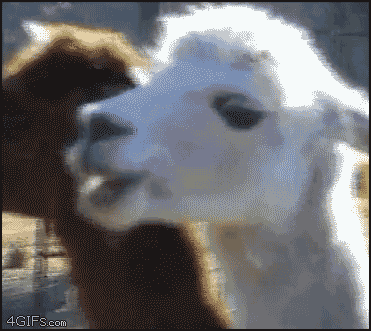 antoine dodson alpaca GIF