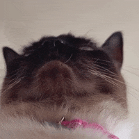 Siamese Cat GIF