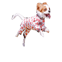 Dogs Cavalierkingcharlesspaniel Sticker
