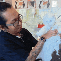 Cat Kitty GIF by BaileyCatCo