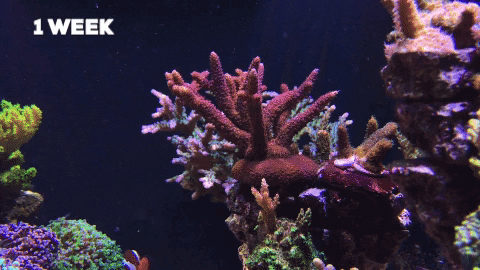 xiaoxiy giphygifmaker GIF