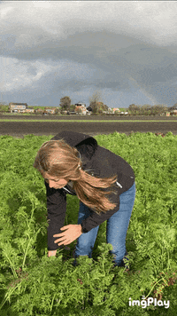 Carrot GIF by Pop Vriend Seeds