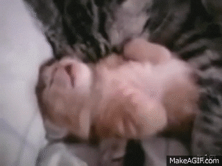 cat nightmare GIF