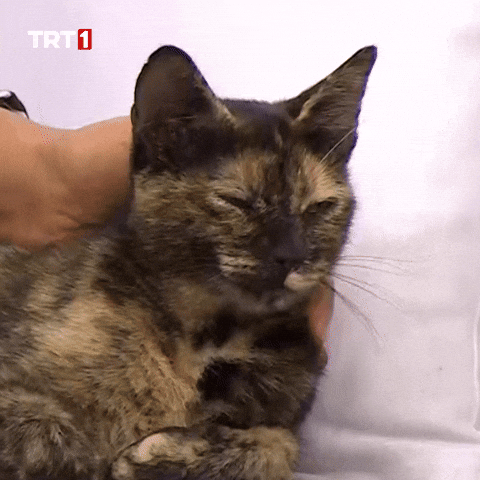 Cat What GIF by TRT