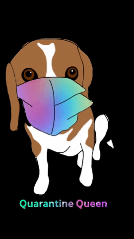 Dog Beagle GIF