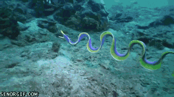 under the sea water GIF by Cheezburger