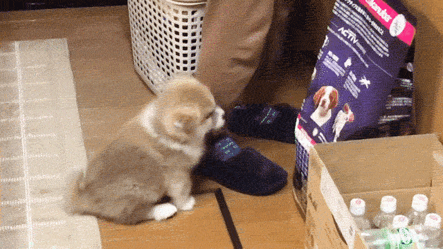 cuteanimalland giphyupload GIF